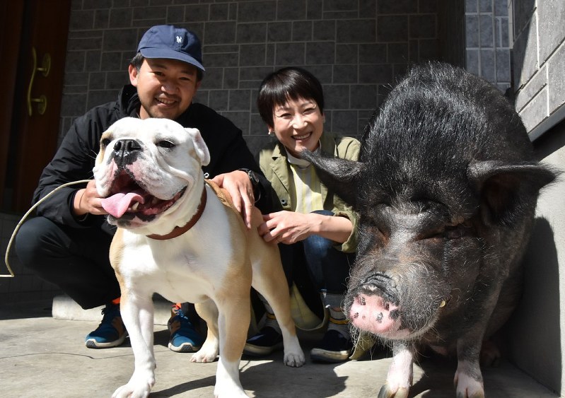 ミニブタの「風太郎」たちと暮らす尾代ゆうこさん(後列右)と高橋秀之さんの夫妻=東京都内で、矢澤秀範撮影