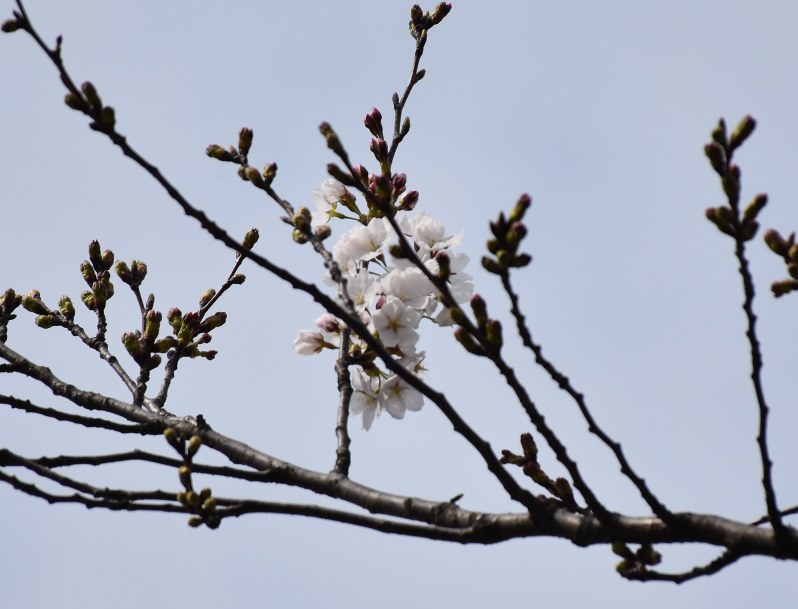 一足早く咲いたソメイヨシノ=青森県弘前市の弘前公園で2018年4月11日、藤田晴雄撮影