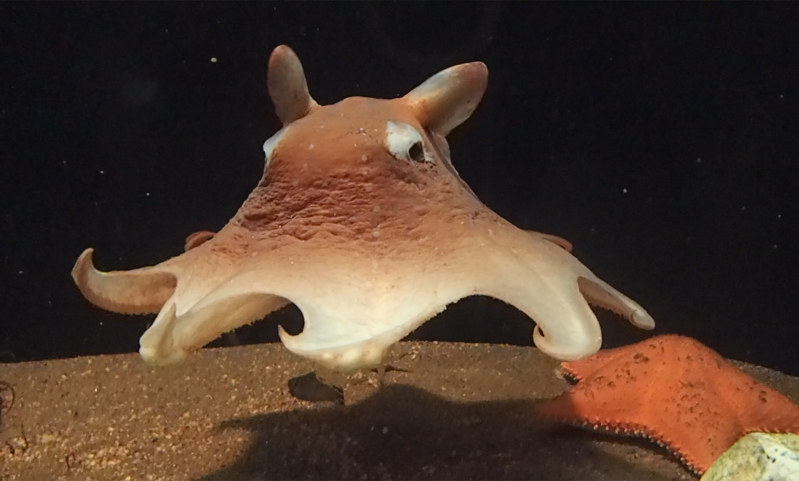 オオメンダコ=アクアマリンふくしま提供