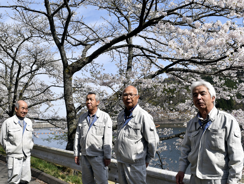 5年間手入れを続け、今年も咲いた桜を見上げるじじい部隊のメンバー=福島県大熊町大川原の坂下ダムで、乾達撮影