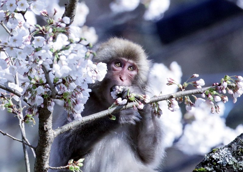 長野・駒ケ根：桜の花うまいの？猿がむしゃむしゃ | 毎日新聞