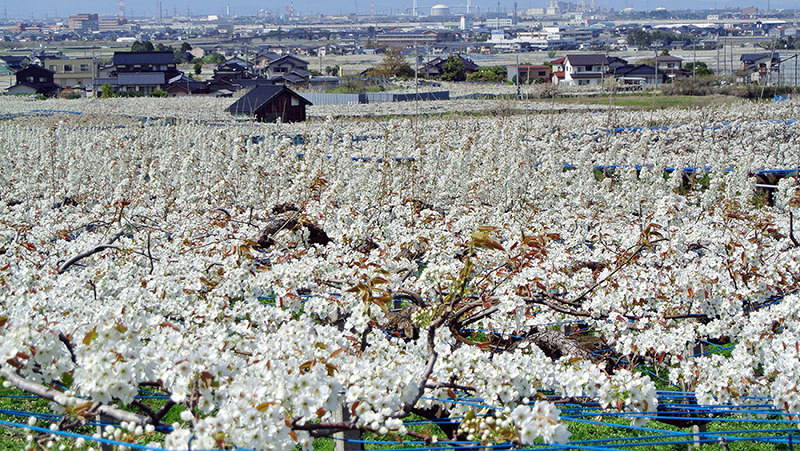 白い花のじゅうたんが一面に広がる呉羽梨畑=富山市吉作で、青山郁子撮影