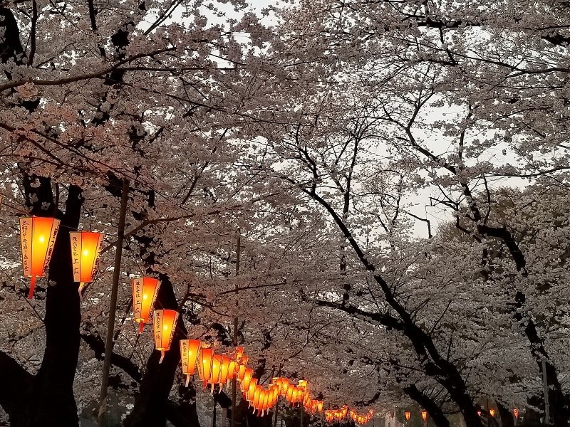 東京・上野公園で=梅津時比古撮影