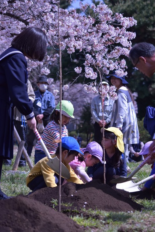 春のうららかな陽気の中、園児たちも桜の苗木の植樹を手伝った=相模女子大で