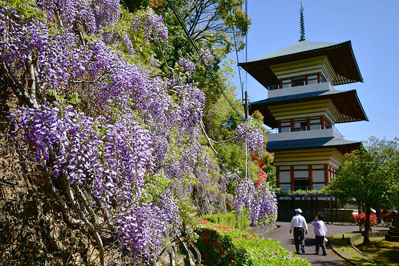 フジ 揺れる花房 咲き始め 四万十市 香山寺市民の森 高知 毎日新聞
