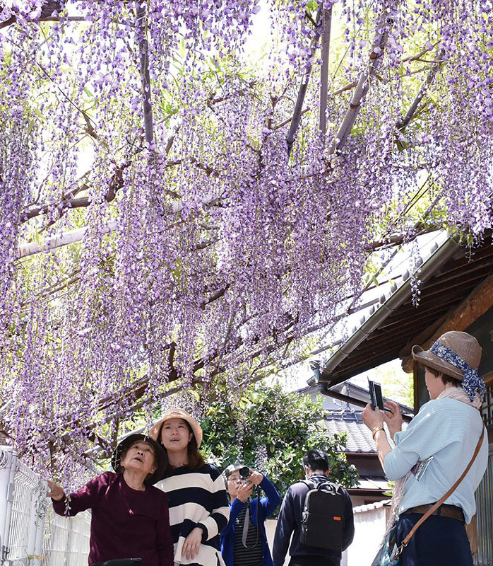 垂れ下がったフジを楽しむ人たち=高松市飯田町の岩田神社で、潟見雄大撮影