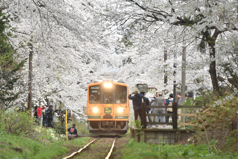 列車の旅 メロス号 春を行く(津軽鉄道) 500ピース ジグソーパズル 列車の旅 メロス号 春を行く(津軽鉄道) 500ピース ジグソーパズル 列車の旅