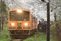青森・芦野公園駅：桜のトンネルを抜け「メロス号」走る [写真特集2/3