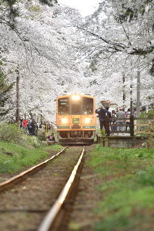 青森・芦野公園駅：桜のトンネルを抜け「メロス号」走る [写真特集1/3