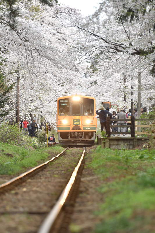 青森・芦野公園駅：桜のトンネルを抜け「メロス号」走る [写真特集3/3
