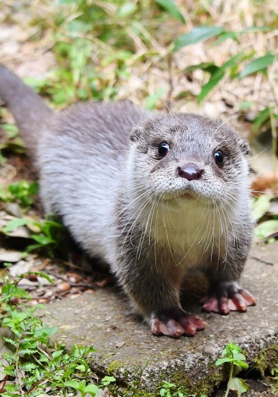 飼育ノート よこはま動物園ズーラシア 命の重み 手の中に 毎日新聞
