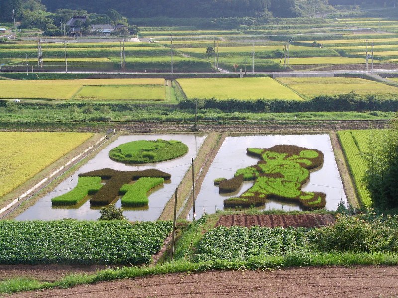田んぼページ 田んぼアート：「トラちゃん田んぼ」終了へ 岡山・美作 | 毎日新聞