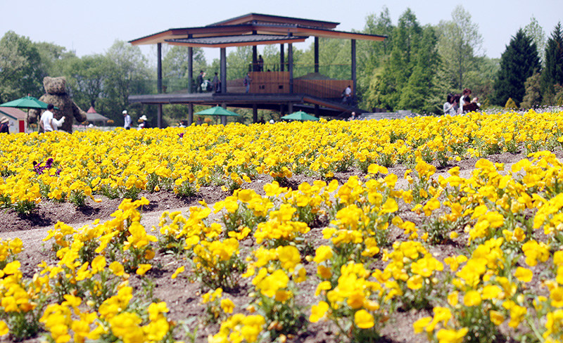 備北丘陵公園 咲き誇る 花のじゅうたん ４日入園無料 庄原 広島 毎日新聞