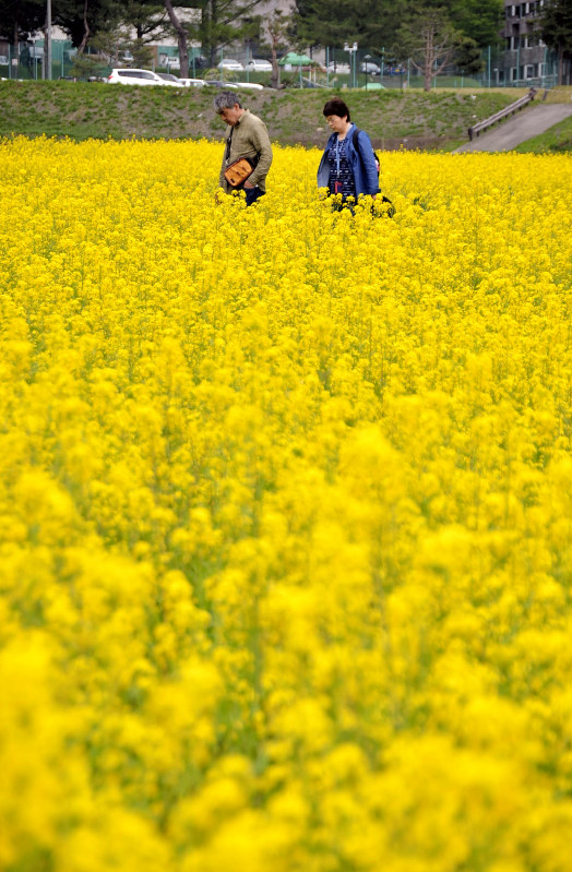 猪苗代ハーブ園の菜の花畑を散策する観光客ら=福島県猪苗代町川桁で2018年5月2日午後1時45分、湯浅聖一撮影