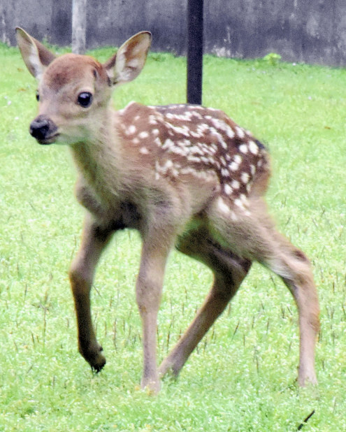 シカ：今年のバンビ1号です 奈良公園で誕生 | 毎日新聞