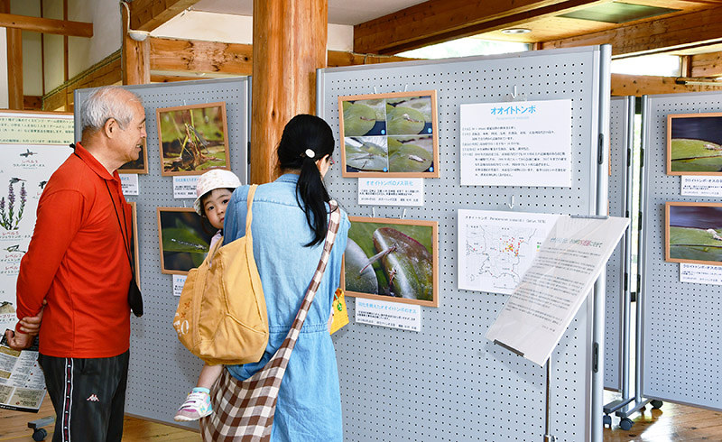 オオイトトンボなどの貴重な生態写真が展示されている=高知県四万十市具同の「四万十川学遊館あきついお」で、上野力撮影