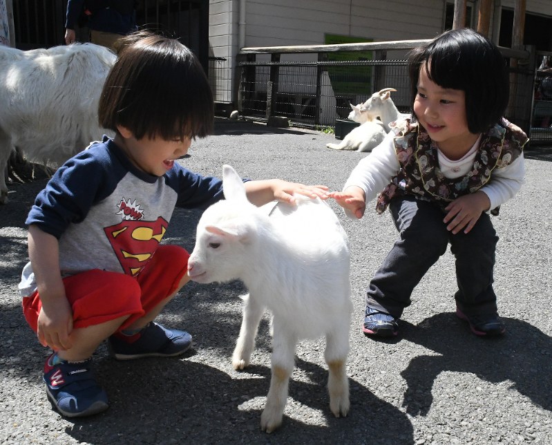 生まれたばかりの子ヤギ=荒川区西尾久の「あらかわ遊園」で、川村咲平撮影