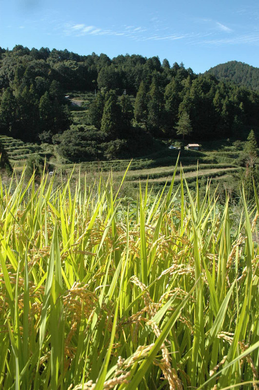 たっぷりと穂をつけた水稲。日本の原風景の一つだが、種子法の廃止により、中山間地での稲作継続に黄信号がともっている=徳島県神山町で