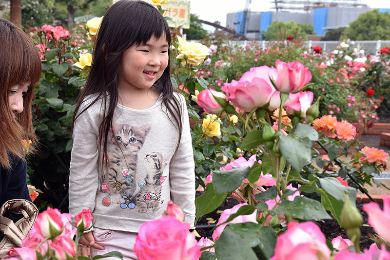 バラを眺める親子連れ=徳島県藍住町矢上で、岩本桜撮影