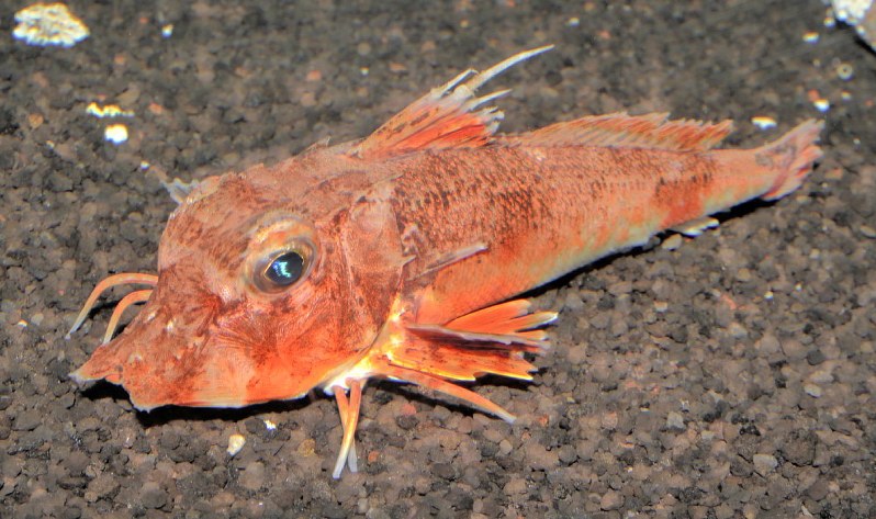 カナド=沼津港深海水族館提供