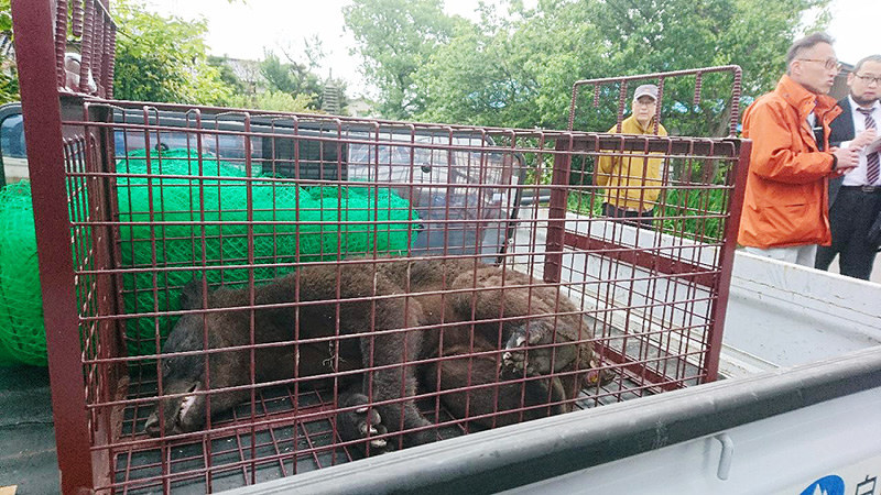 熊 住宅街に 民家で捕獲 白山 石川 毎日新聞