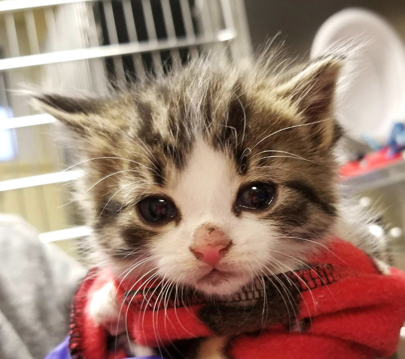 Troy police cat falls ill; department to choose new mascot
