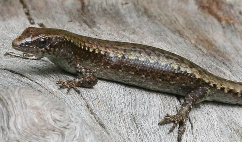 ｅｙｅ 島っ子 元気いっぱい 返還５０年 小笠原諸島 父島 希少動植物の保護 一進一退 写真特集5 10 毎日新聞