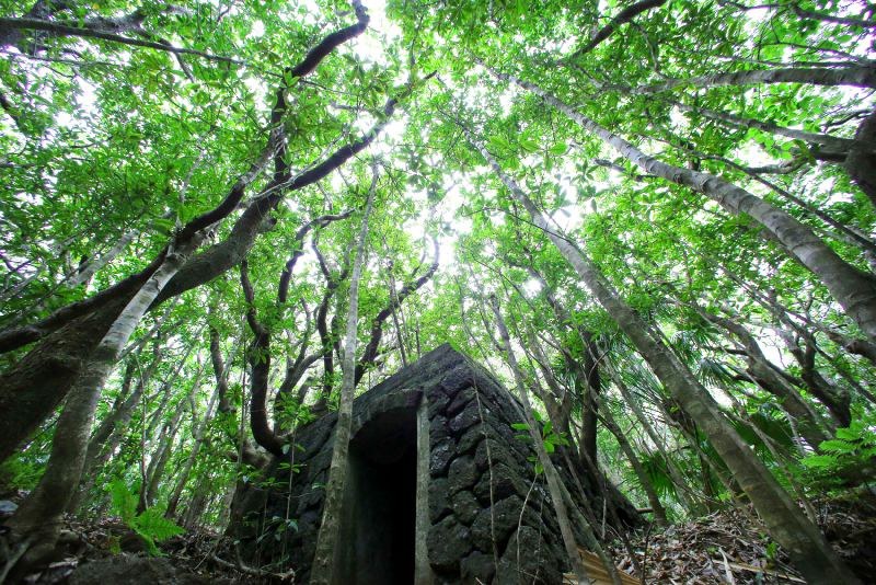 eye：島っ子、元気いっぱい 返還50年、小笠原諸島・父島 希少