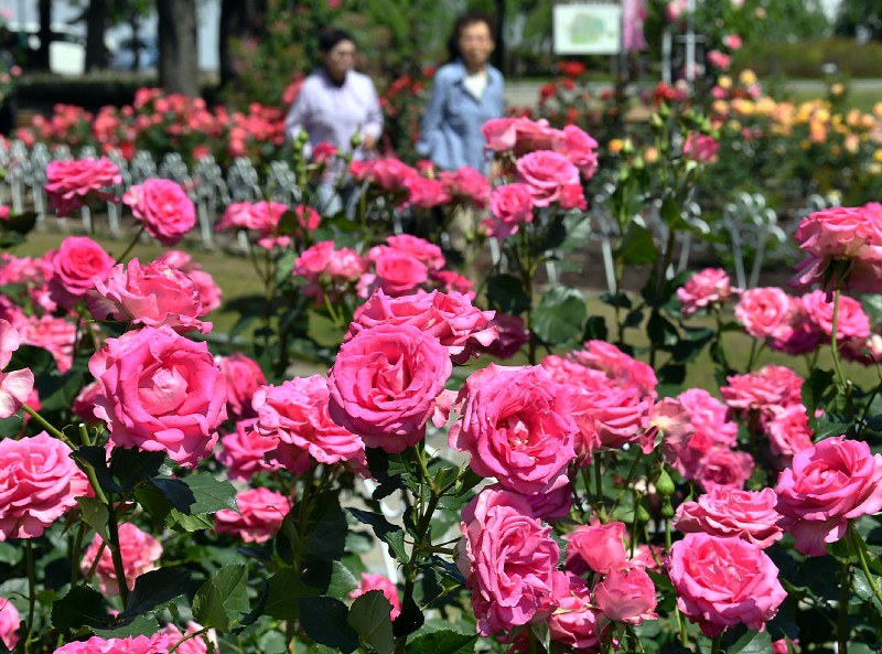 名古屋 鶴舞公園のバラが見ごろ 毎日新聞 名古屋 鶴舞公園のバラが見ごろ 毎日新聞