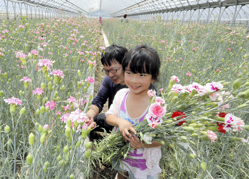 母の日：子供たちがカーネーション収穫体験 | 毎日新聞