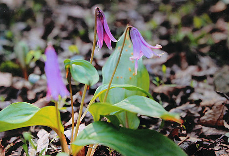 ガンゼキラン この花 いつまでも 絶滅危惧 一面に 高知 牧野植物園できょうから５日公開 高知 毎日新聞