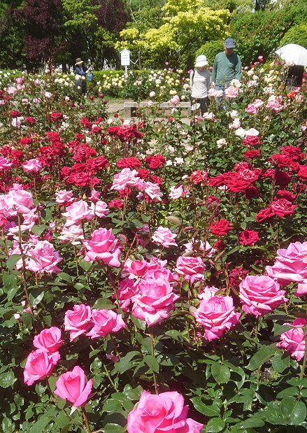 芝桜 見ごろ迎え 魚沼 花と緑と雪の里 新潟 毎日新聞