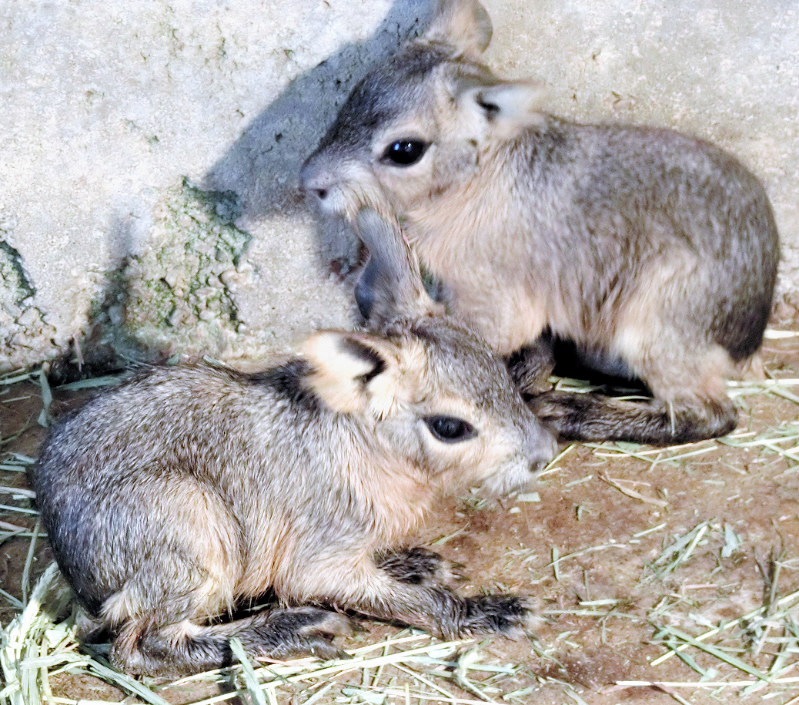 公開されるコマ(奥)とマカロニ=和歌山市提供
