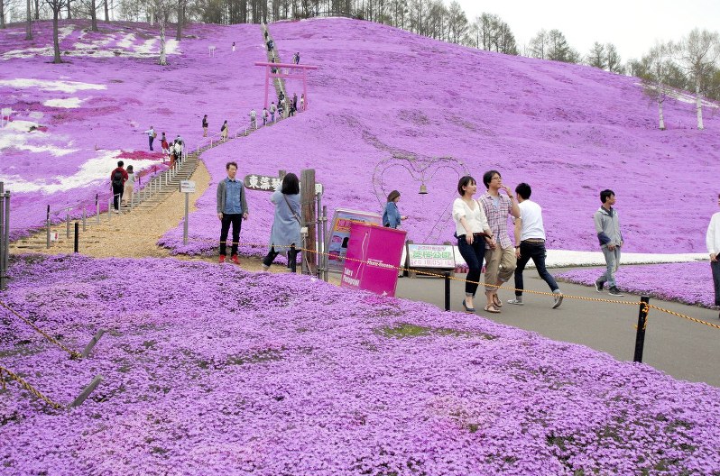 「満開宣言」が出た東藻琴芝桜公園=北海道大空町で2018年5月16日、本多竹志撮影