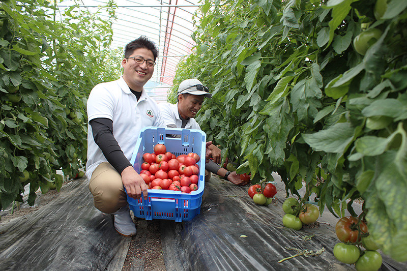 トマト作り 交野の大矢耕平さん 脱サラして 特産品ブランド化を模索 大阪 毎日新聞