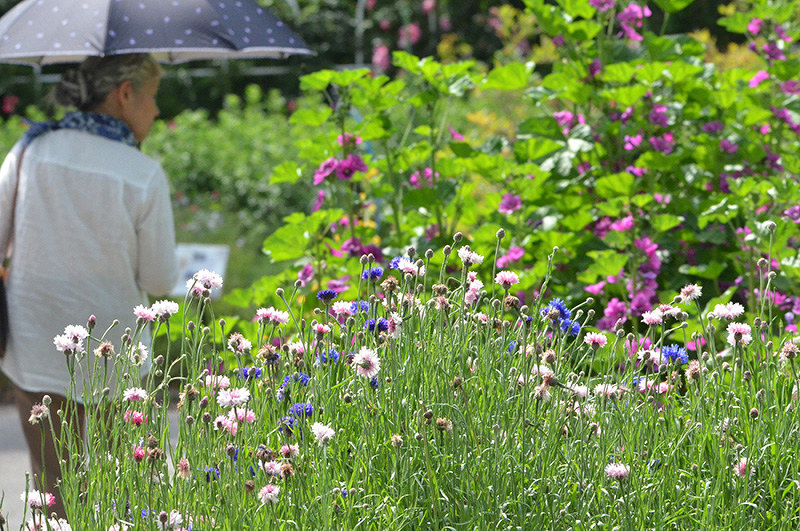 バラ ハーブ園 美しさ見納め 守山 滋賀 毎日新聞
