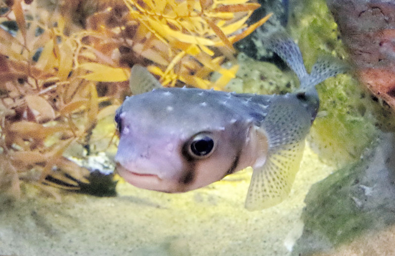 水槽を泳ぐ「ギョ坊ちゃん」=長崎県佐世保市鹿子前町の九十九島水族館海きららで、和田恭代撮影