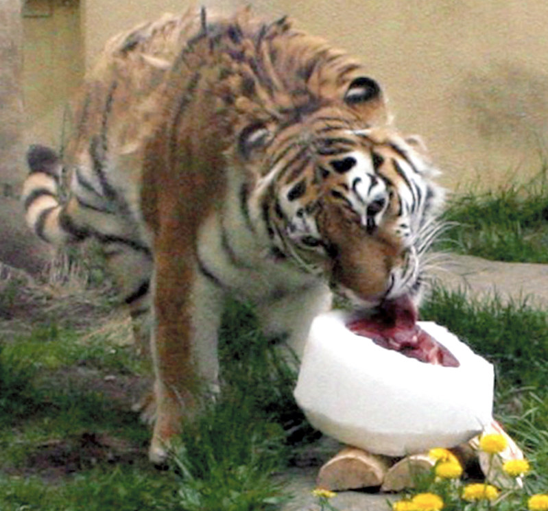 新品/釧路市動物園/アムールトラ/ココア/ブランケット/ひざ掛け 新品/釧路市動物園/アムールトラ/ココア/ブランケット/ひざ掛け 新品