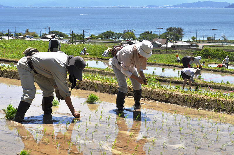 琵琶湖を見下ろす鵜川の棚田の保全へ田植えをする都会のオーナー=滋賀県高島市鵜川で、塚原和俊撮影