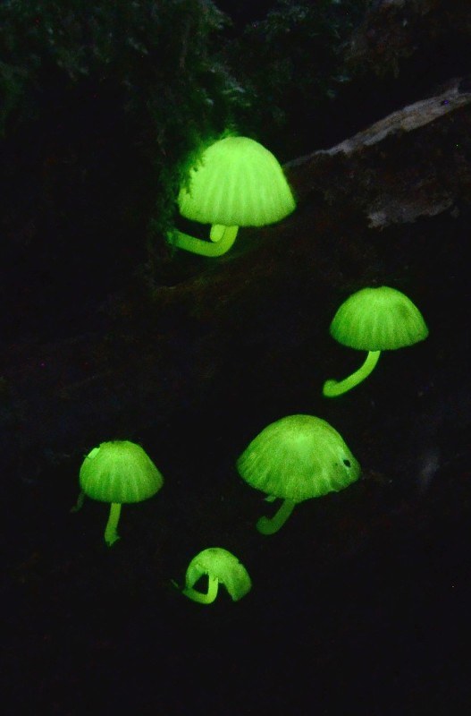 シイノトモシビタケ 闇夜に光る森の妖精 奄美 毎日新聞