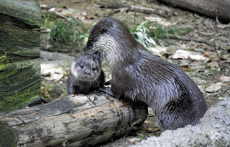 カワウソ 赤ちゃんの名前つけて 高知の動物園で公募 毎日新聞