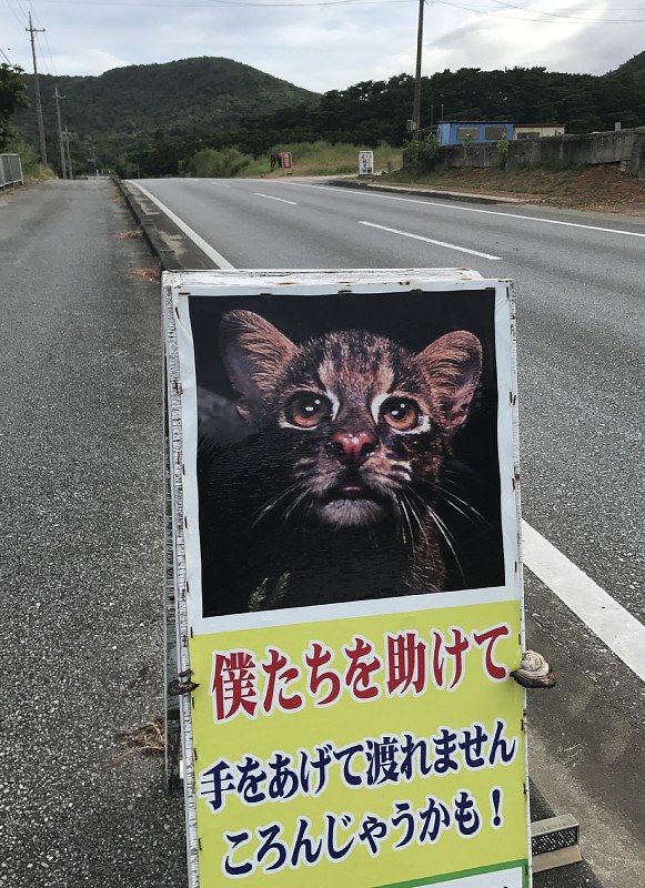 奄美 沖縄 固有種の事故死 自然遺産登録へ速度順守を 毎日新聞