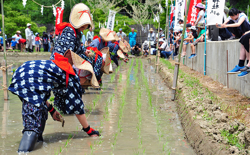 一筋一筋丁寧に苗を植えていく早乙女たち=京都府福知山市三和町大原で、佐藤孝治撮影