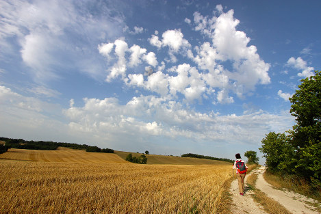 もう何日も雨が降らず、巡礼道は真っ白に乾いていた