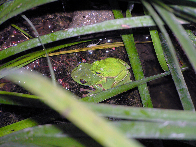 モリアオガエルのつがい=広島市植物公園提供
