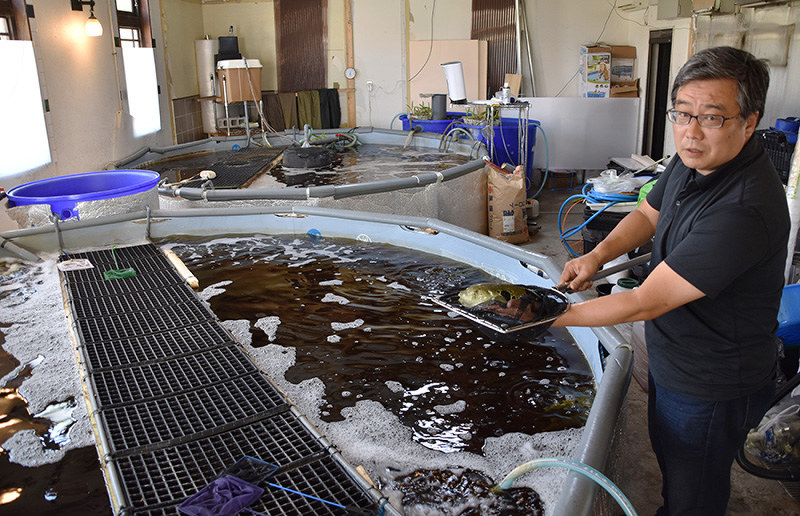 開発した水質浄化システムを応用して、養殖事業への進出を目指す大谷洋士さん。水槽内ではトラフグが飼育している=大津市内で、土居和弘撮影