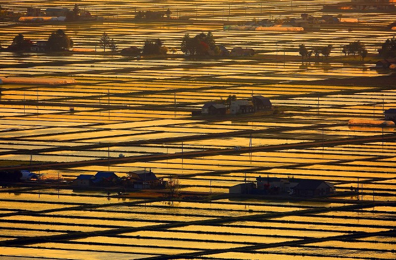 姫野明宏作【日本画】『金の夕日』 姫野明宏作【日本画】『金の夕日』