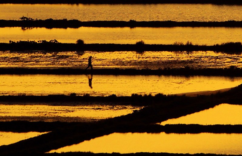 田んぼ：夕日集め黄金色 東川 ／北海道 [写真特集5/6] | 毎日新聞