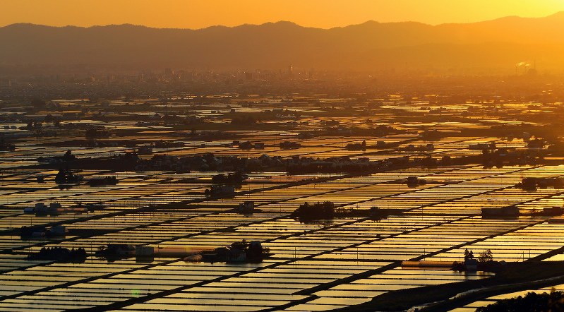 田んぼ：夕日集め黄金色 東川 ／北海道 [写真特集7/6] | 毎日新聞