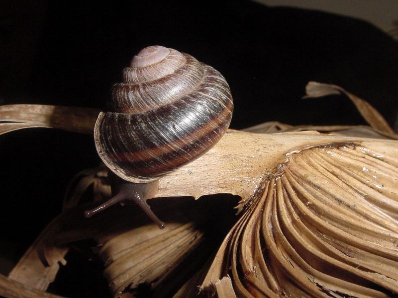 小笠原諸島：カタツムリ危機的状況 天敵の外来生物が捕食 [写真特集5/5